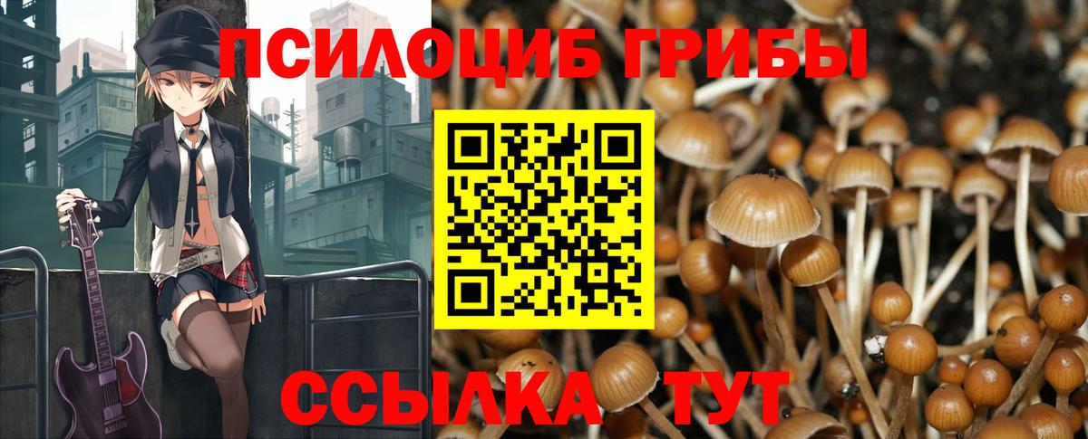 Галлюциногенные грибы Psilocybe Владикавказ